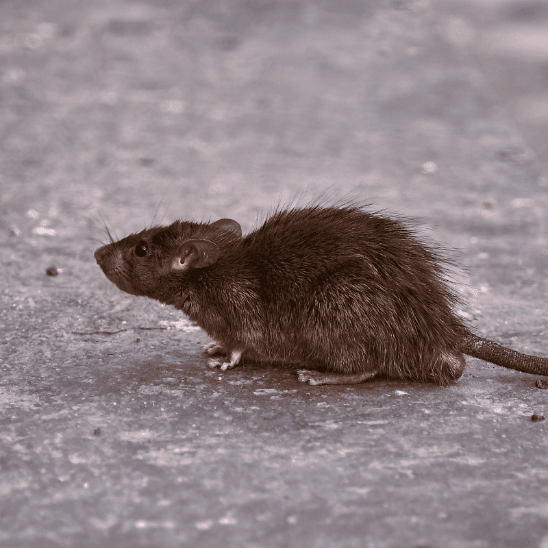 foto-rata-noruega-afsa