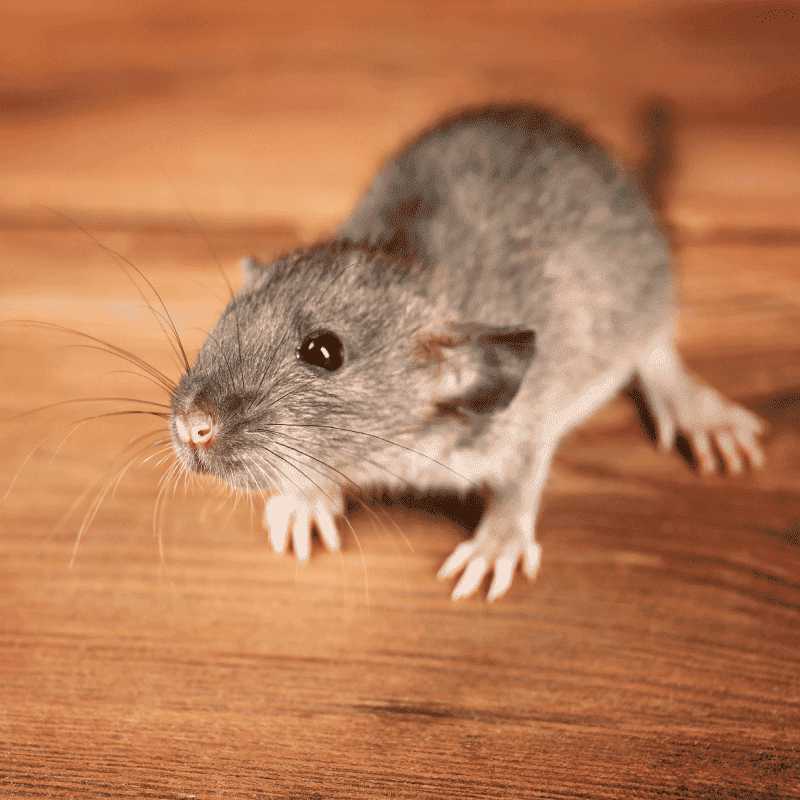 foto-raton-domestico-afsa