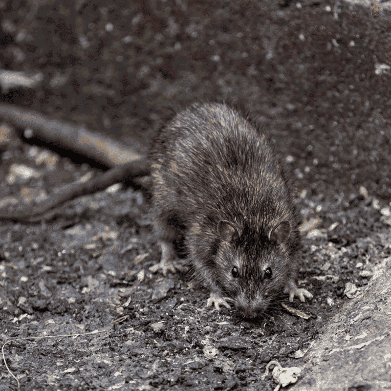 foto-rata-negra-afsa